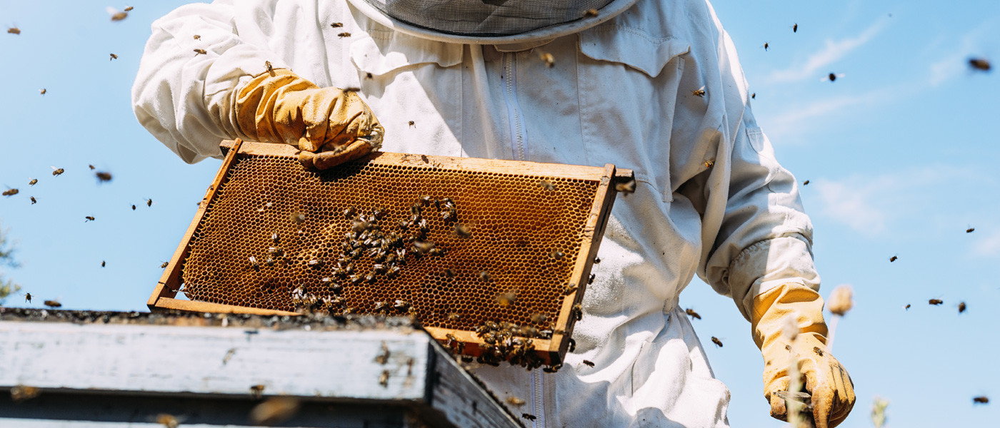 OTTIENI IL MEGLIO DALLE TUE API - Consulenza - Natural Bee OTTIENI IL MEGLIO DALLE TUE API - Consulenza - Natural Bee